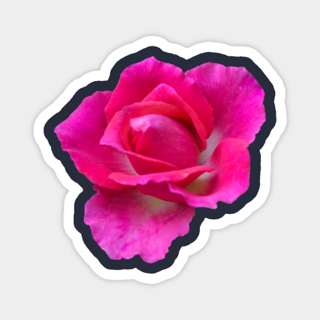 Pink Rose Magnet by StevenElliot