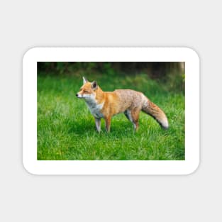 Fox (Vulpes vulpes), a British native mammal Magnet