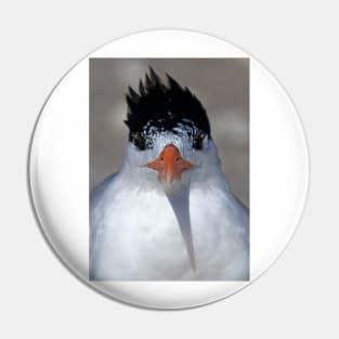 Royal Tern Pin