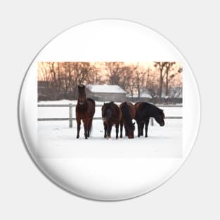 Four horses on winter paddock Pin