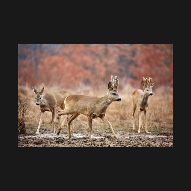 Roe deer family by naturalis