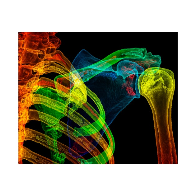 Normal shoulder, 3D CT scan (C029/5201) by SciencePhoto