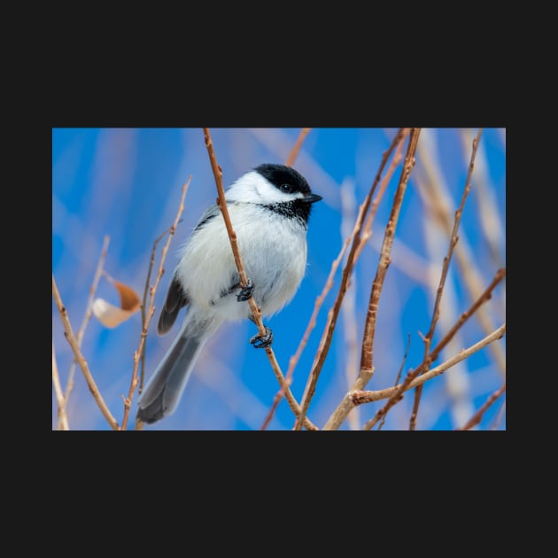 Little Chickadee by gdb2