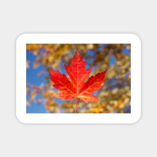 Red maple leaf and blue sky, Germany Magnet