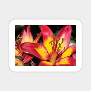 Tiger Lily Flowers Magnet