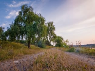 willow near country road Magnet