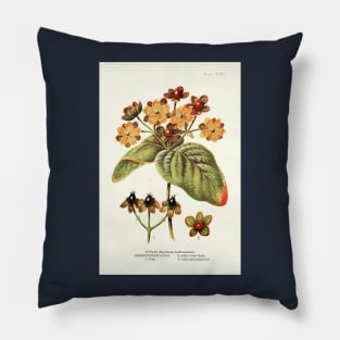 Tutsan St. John's Wort - Plant-life - Botanical Illustration Pillow