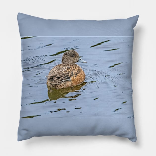 Resting and Watchful Wigeon Pillow by Debra Martz