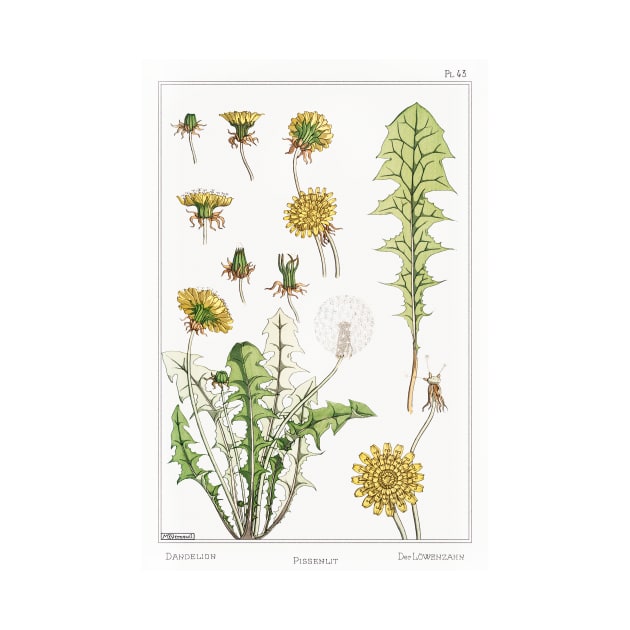 Dandelion (1896) by WAITE-SMITH VINTAGE ART