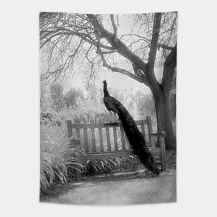 Black and White Peacock Scene Tapestry