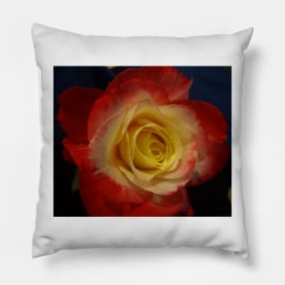 First Rose of the Season Pillow