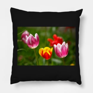 (Tulipa); Tulip; Tulips; Flower; Flower; colorful, tulip blossom Pillow
