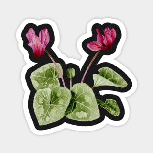 Classic Pink Cyclamen Magnet