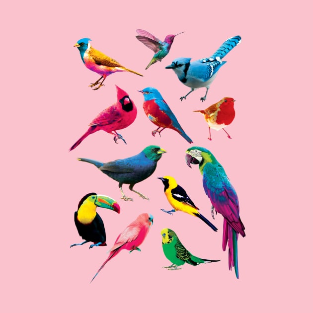 Colorful Birds by saif