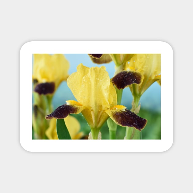 Bearded iris Magnet by chrisburrows