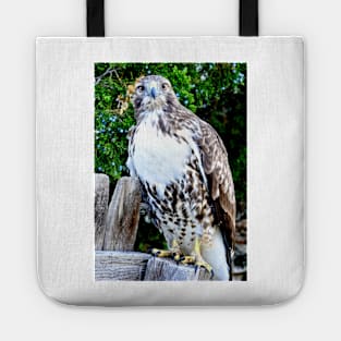 Red Tailed Hawk Tote