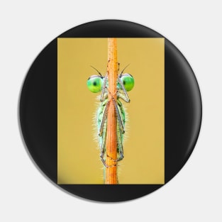 Blue-tailed Damselfly Close-up on a Rush Stalk Pin