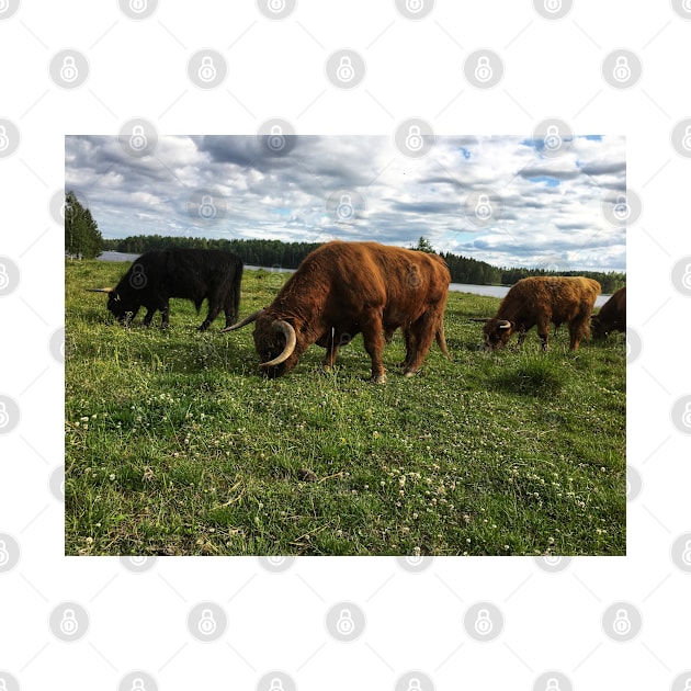 Scottish Highland Cattle Bulls 1788 by SaarelaHighland