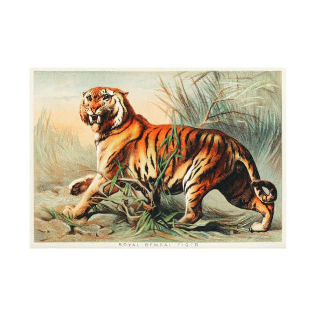 Royal Bengal Tiger (1880) by WAITE-SMITH VINTAGE ART