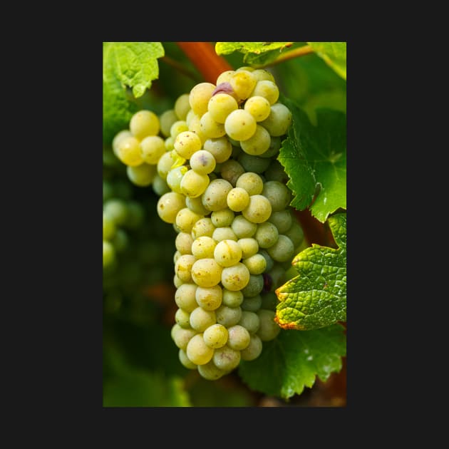 Ripening grapes on the vine by naturalis