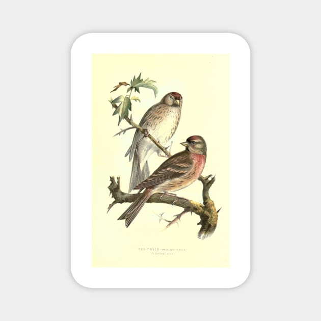 Red Poll Magnet by Jeramy's Store 1