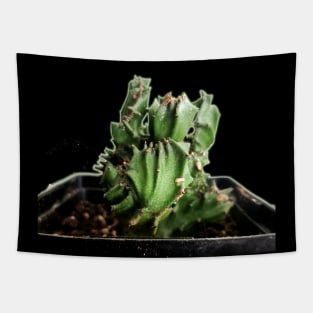 Cactus Tapestry