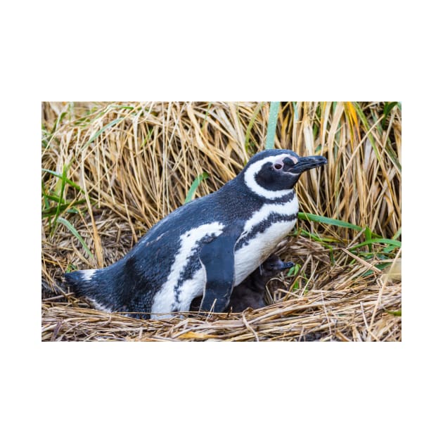 Magellanic Penguin with Baby near Ushuaia, Argentina by holgermader