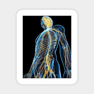 Human nervous system, artwork (F004/1384) Magnet