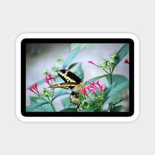 Giant Swallowtail On Pink Flower Magnet