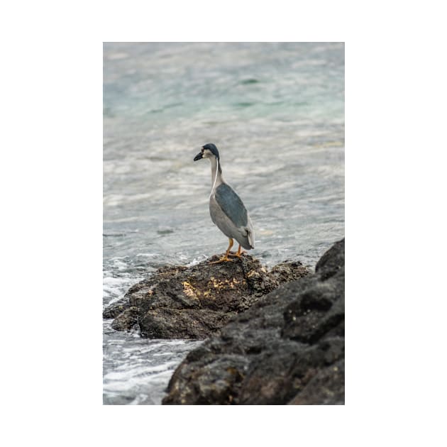 Black-crowned night heron of hawaii 7 by KensLensDesigns