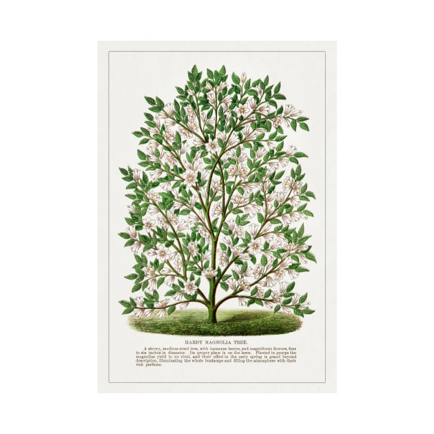 Hardy Magnolia tree lithograph (1900) by WAITE-SMITH VINTAGE ART