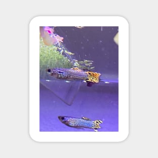 Guppies Magnet