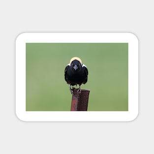 The name's Bobo...Bobolink Magnet