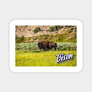 Bison at Yellowstone Magnet