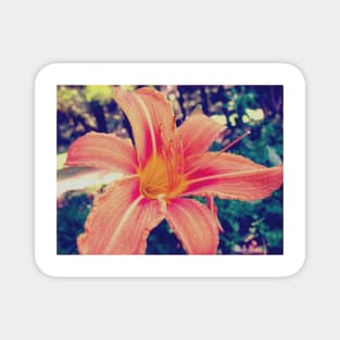 Tiger Lily Magnet