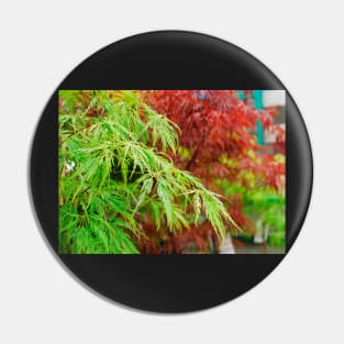 Green and Red Acer Leaves Pin