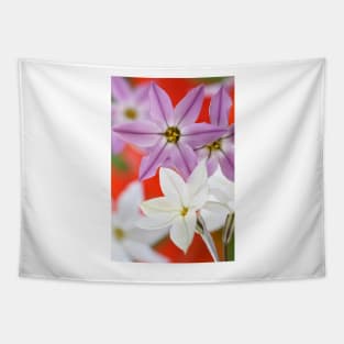 Ipheion  Two colours  Spring starflower Tapestry