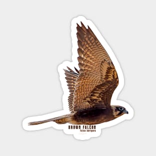 Brown Falcon_01C Magnet