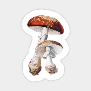 Amanita muscaria, Toadstool, Fly agaric, vintage illustration Magnet