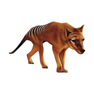 Tasmanian Tiger illustration, Tassie tiger artwork. Extinct Tasmanian Tiger. Thylacine illustration. T-Shirt