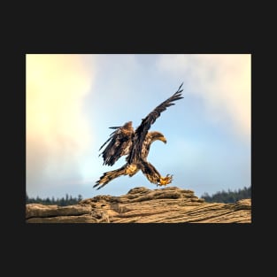 Juvenile Bald Eagle practicing its landing skills. T-Shirt