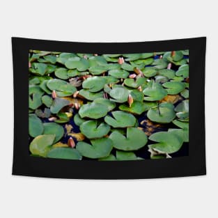 Lotus Serenity: A Glimpse of Tranquil Beauty Tapestry