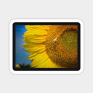 Sunflower With Bee 1 Magnet