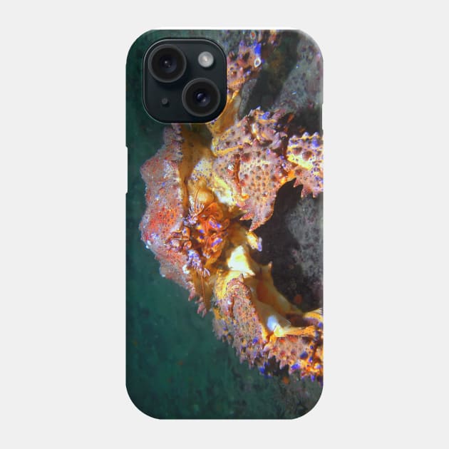 Puget Sound King Crab Phone Case by naturediver