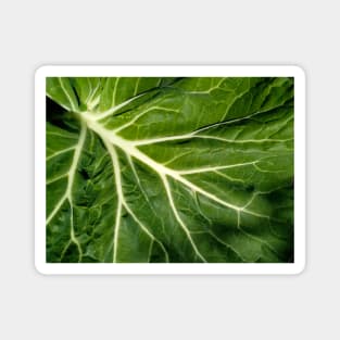 Collard leaf Magnet