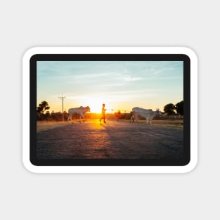 Silhouette of Boy Leading Cattle Across Road at Sunset in Burmese Countryside Magnet