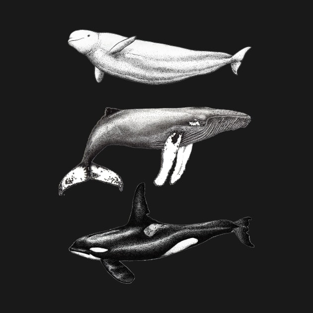 Beluga, orca and humpback whale ink by chloeyzoard