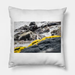 Black-crowned night heron of hawaii Pillow