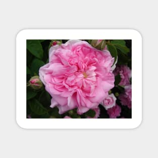 Pink Rose Photo - Vintage Magnet