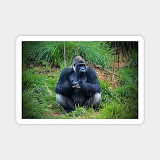 Gorilla Waiting For Lunch Magnet